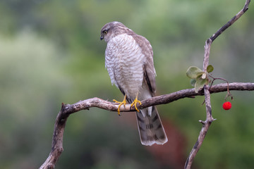 The Eurasian Sparrowhawk, in the beautiful colorful autumn environment.