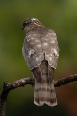 The Eurasian Sparrowhawk, in the beautiful colorful autumn environment.