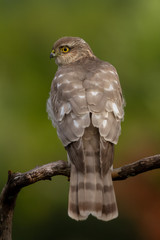 The Eurasian Sparrowhawk, in the beautiful colorful autumn environment.