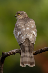 The Eurasian Sparrowhawk, in the beautiful colorful autumn environment.