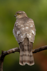 The Eurasian Sparrowhawk, in the beautiful colorful autumn environment.