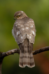 The Eurasian Sparrowhawk, in the beautiful colorful autumn environment.