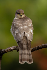 The Eurasian Sparrowhawk, in the beautiful colorful autumn environment.