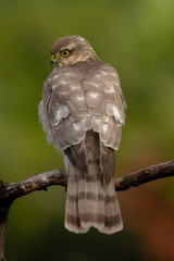 The Eurasian Sparrowhawk, in the beautiful colorful autumn environment.