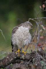 The Eurasian Sparrowhawk, in the beautiful colorful autumn environment.