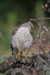 The Eurasian Sparrowhawk, in the beautiful colorful autumn environment.