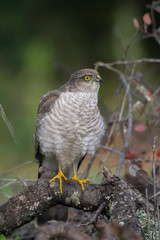 The Eurasian Sparrowhawk, in the beautiful colorful autumn environment.