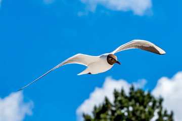 Eine Lachmöwe im Flug