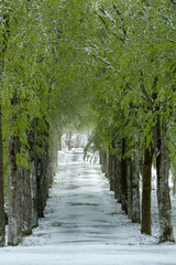 Green trees in snowy road