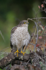 The Eurasian Sparrowhawk, in the beautiful colorful autumn environment.