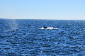 Obraz premium Walfisch