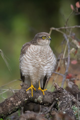 The Eurasian Sparrowhawk, in the beautiful colorful autumn environment.