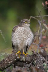 The Eurasian Sparrowhawk, in the beautiful colorful autumn environment.