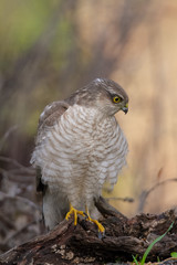 The Eurasian Sparrowhawk, in the beautiful colorful autumn environment.