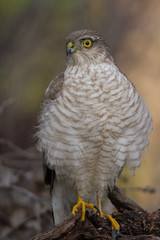 The Eurasian Sparrowhawk, in the beautiful colorful autumn environment.