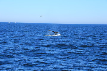 Obraz premium Walfisch