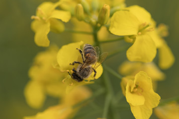 Rape flower and bee.Honey Bee collecting pollen.Yellow flowers in the field