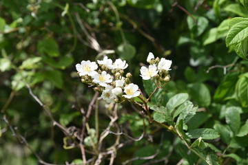 Multiflora rose (Rosa multiflora)