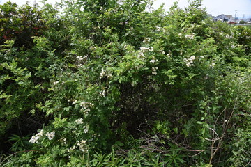 Fototapeta na wymiar Multiflora rose (Rosa multiflora)
