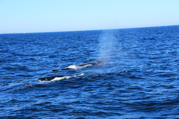 Fototapeta premium Walfisch