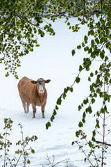 Cow in Snow covered summer