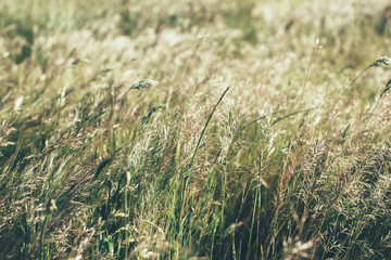 Green summer grass meadow in sunlight. Grass texture and background. 