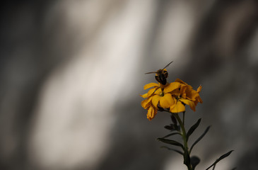 Bee