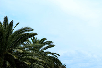Fototapeta na wymiar greenery lush canary palm leaf and clear blue sky