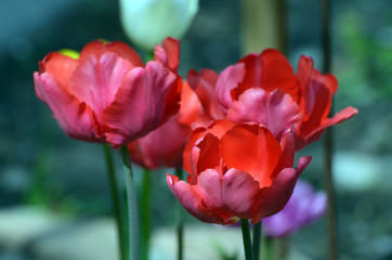 Naklejka premium Fresh tulip in garden.Spring blurred background