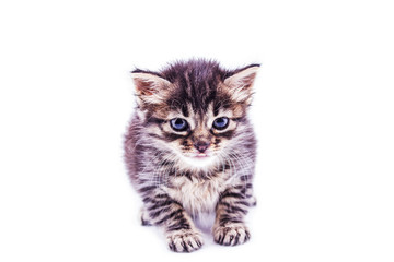 Gray striped kitten with blue eyes. Isolated white