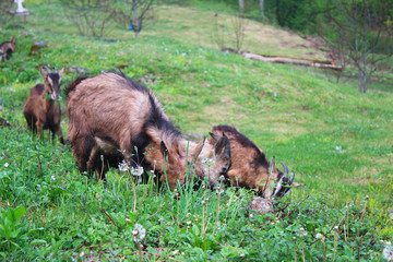 Goat in grass and dandelions in courtyard of Djurdjevica Tara monastery with Tara river in...
