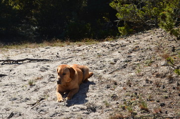 mokry labrador fox red Ed © irena