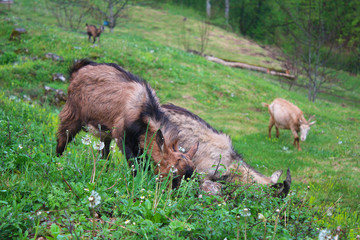 Naklejka na ściany i meble Goat in grass and dandelions in courtyard of Djurdjevica Tara monastery with Tara river in background and trees in mountains, Montenegro