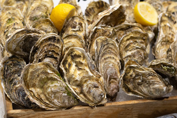 Fresh premium quality oysters with lemon in the wooden box on the ice. Traditional delicatessen seafood.