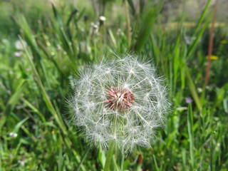 Beautiful Dandelion waiting for the wind to do so fly