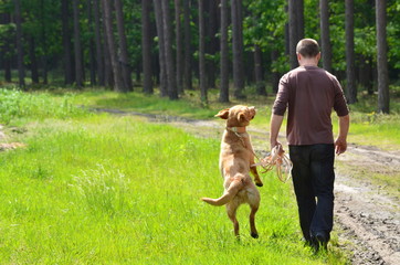 labrador fox red Edek na otoku