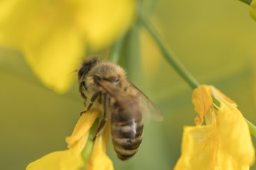 Honey Bee collecting pollen.Bee on a flower