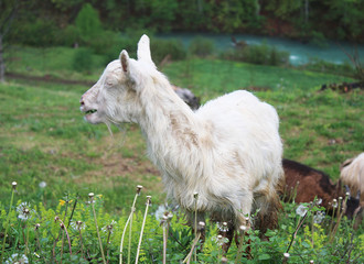 Fototapeta premium Goat in grass and dandelions in courtyard of Djurdjevica Tara monastery with Tara river in background and trees in mountains, Montenegro