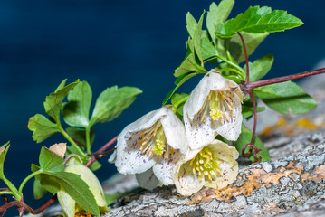 Clematide cirrosa, Clematis cirrhosa