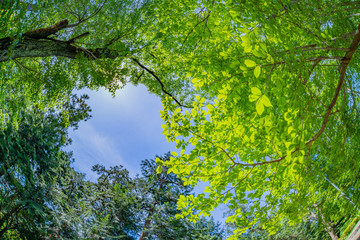 静岡県伊東市　小室山公園の新緑　魚眼レンズ