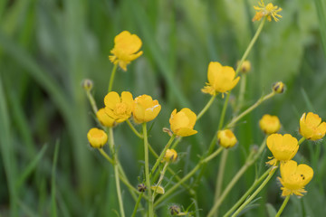 Obraz premium Yellow flower in the field.Yellow flower on green background of grass.