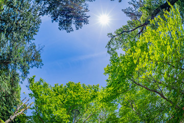 静岡県伊東市　小室山公園の新緑　魚眼レンズ