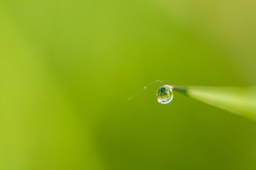 Small drops of dew on fresh green grass in the morning rain weather