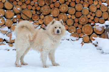 Samoyed dog in winter