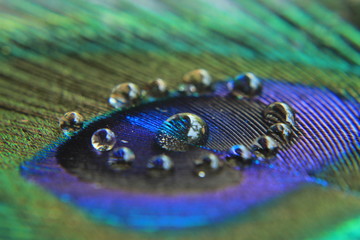 Extreme close-up Peacock feather with drops of water