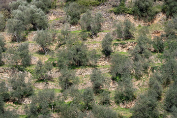 Terraced stone walls support olive trees on the hillside, Province of Imperia, Italy