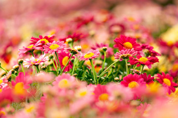 Closeup of pink daisy flower artistic blur