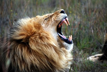 Lion roaring, on a game park in South Africa - Powered by Adobe