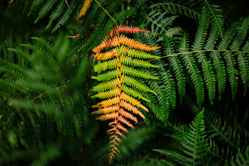 Colorful fern