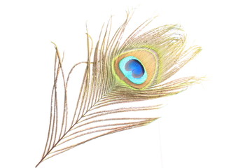 Obraz premium Closeup of a beautiful peacock feather